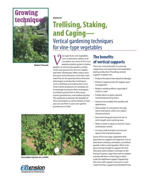 staking definition in horticulture|Trellising, Staking, and Caging (A3933.
